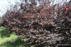 Acer palmatum 'Emperor I' — photo 3
